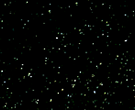 Sierra_Shell
